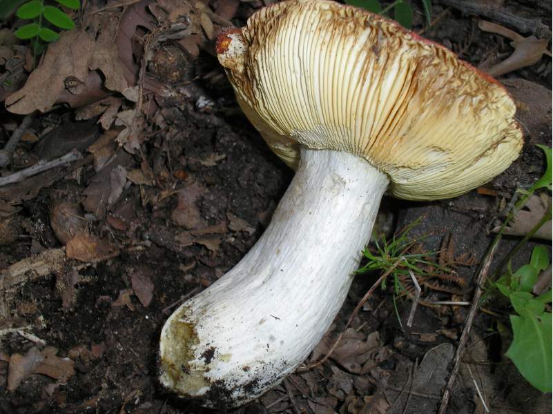 Russule e poi....